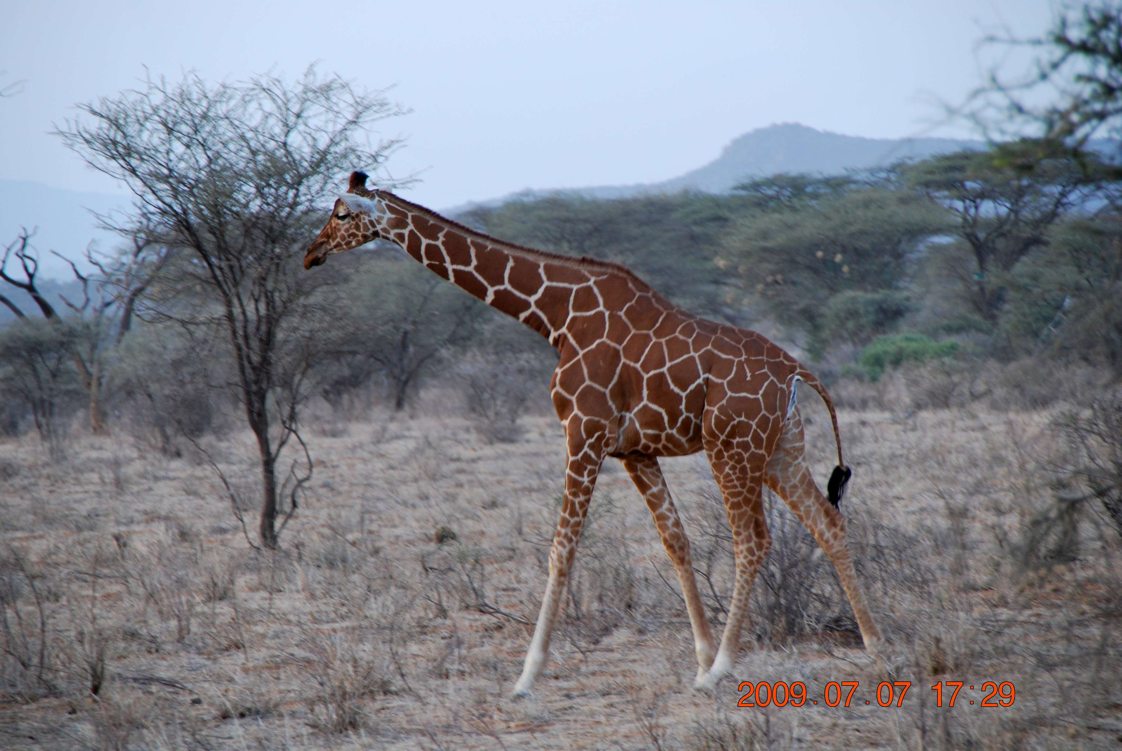 Samburu - Kenia una experiencia inolvidable (5)